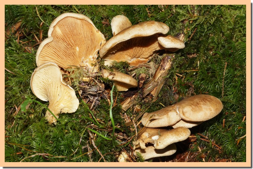 tapinella panuoides 18.jpg