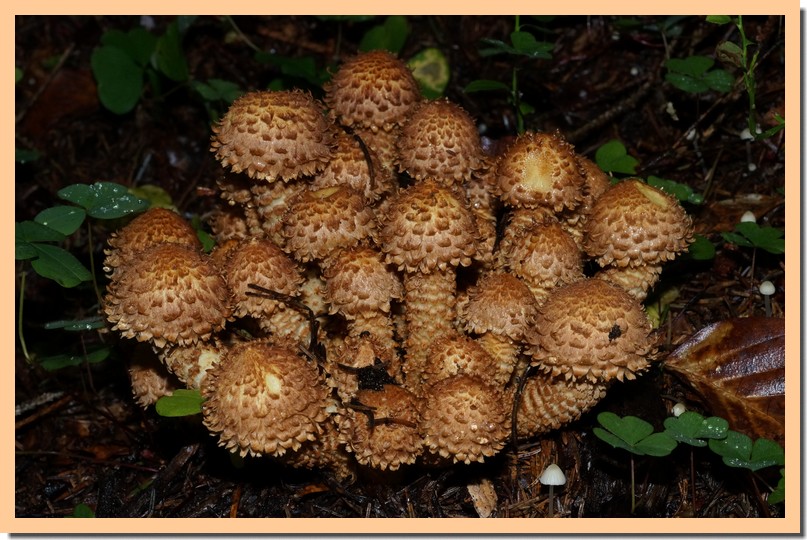 pholiota squarrosa 16.jpg