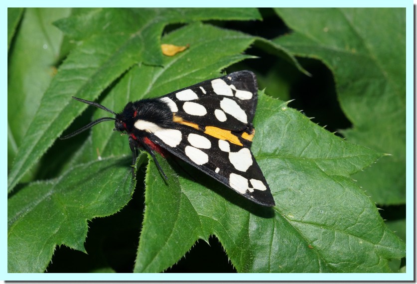 epicallia villica écaille fermière.jpg