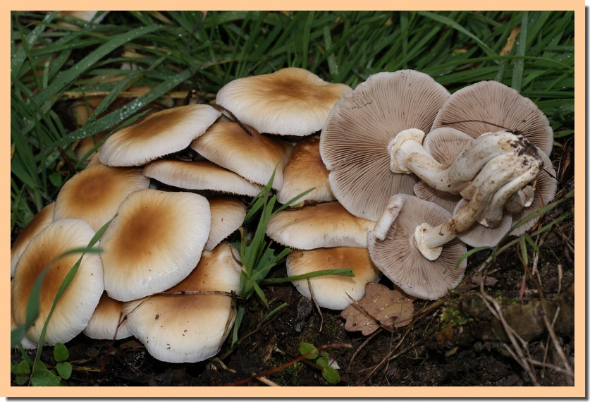 Agrocybe aegerita20.jpg