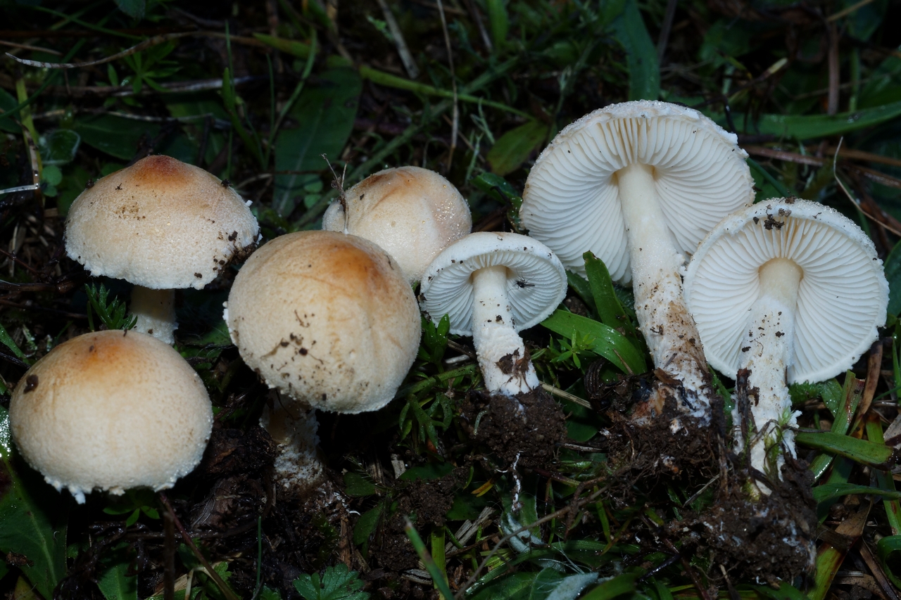 lepiota oreadiformis 24.JPG