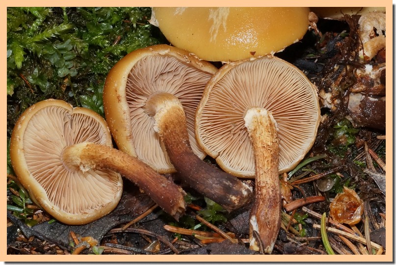 kuehneromyces mutabilis 161.jpg