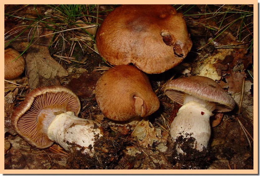 cortinarius torvus.jpg