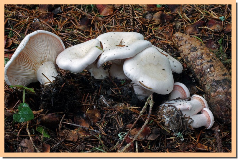 Leucopaxillus rhodoleucus2.jpg