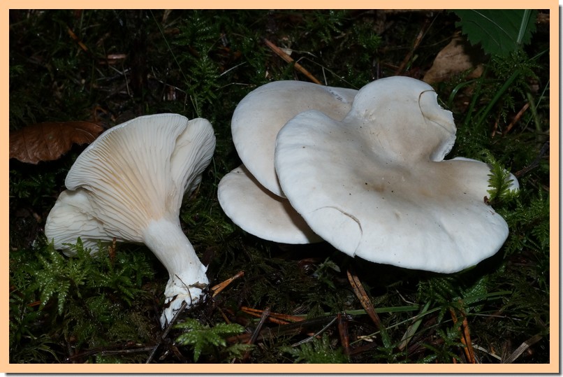 clitopilus prunulus.jpg