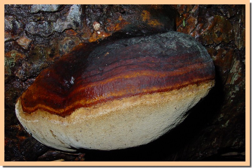 phellinus hartigii20.jpg