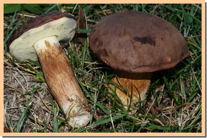 xerocomus badius4.jpg