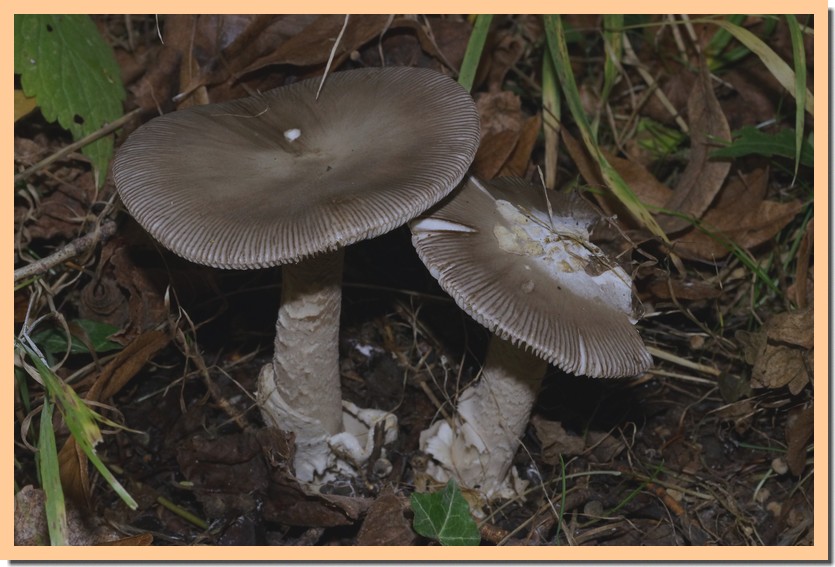 amanita lividopallescens var. tigrina 16-01.jpg