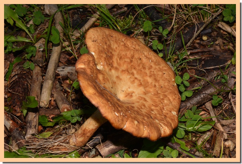 polyporus tuberaster _2_.jpg