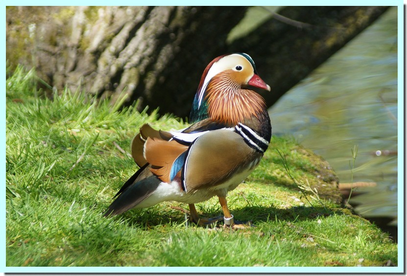 canard mandarin 2.jpg