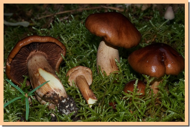 tricholoma pseudonictitans 16.jpg