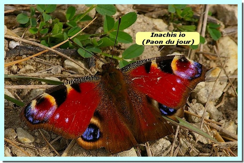 Inachis io1a _PaonduJour_.jpg