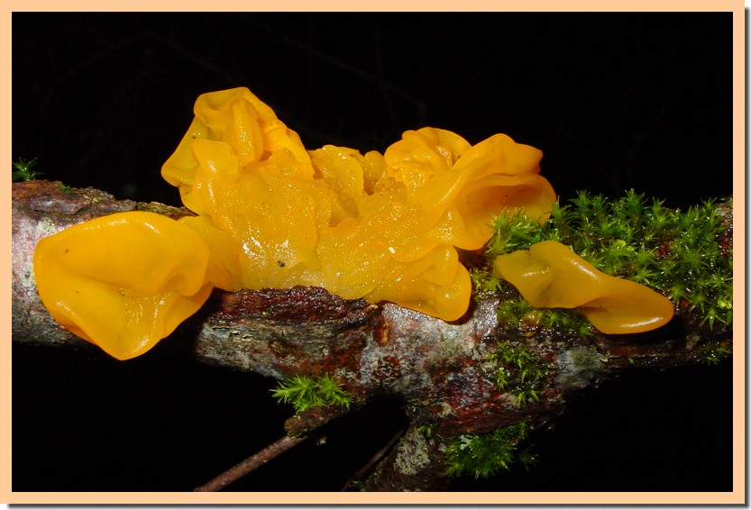 tremella aurantia 10.jpg