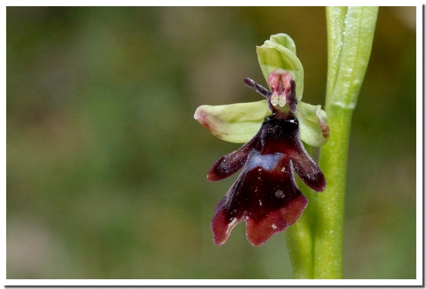 ophrys insectifera 2.jpg