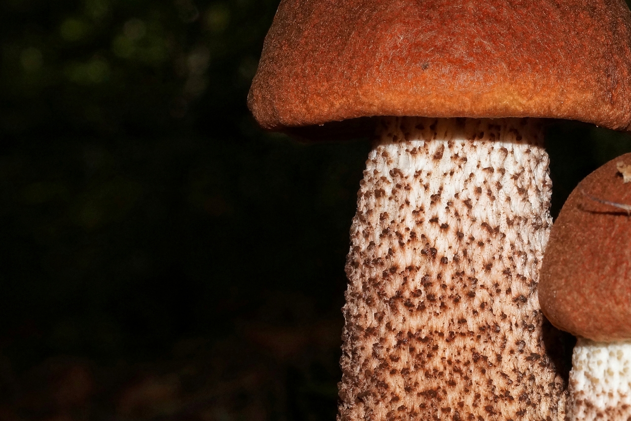 leccinum albostipitatum 22.jpeg