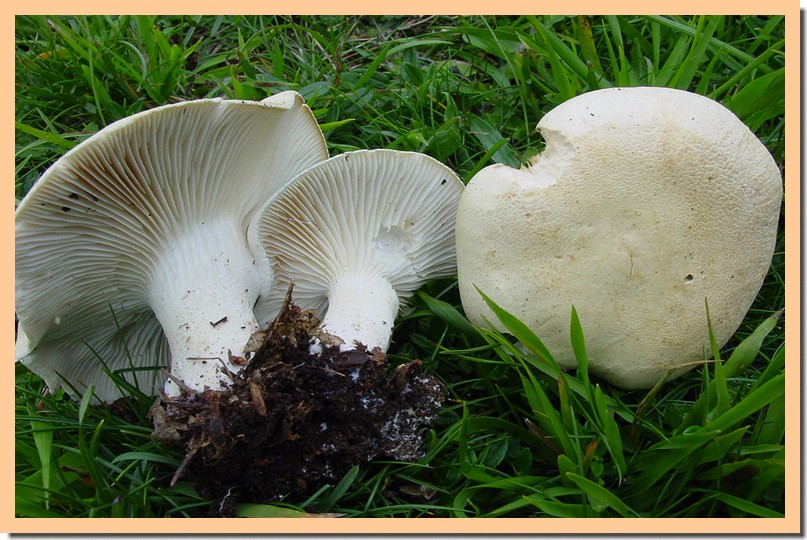 leucopaxillus paradoxus.jpg