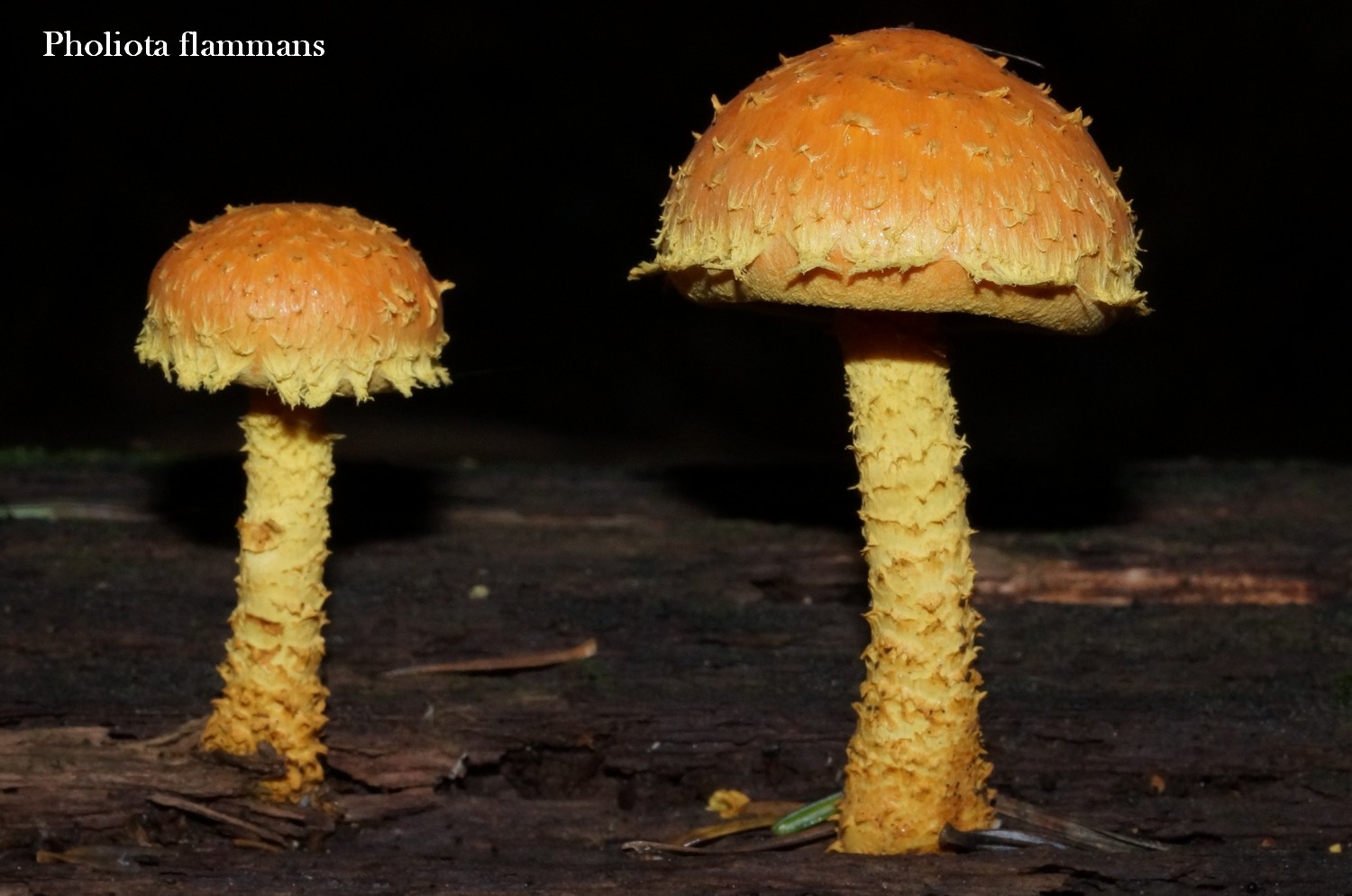 pholiota flammans 14.jpg