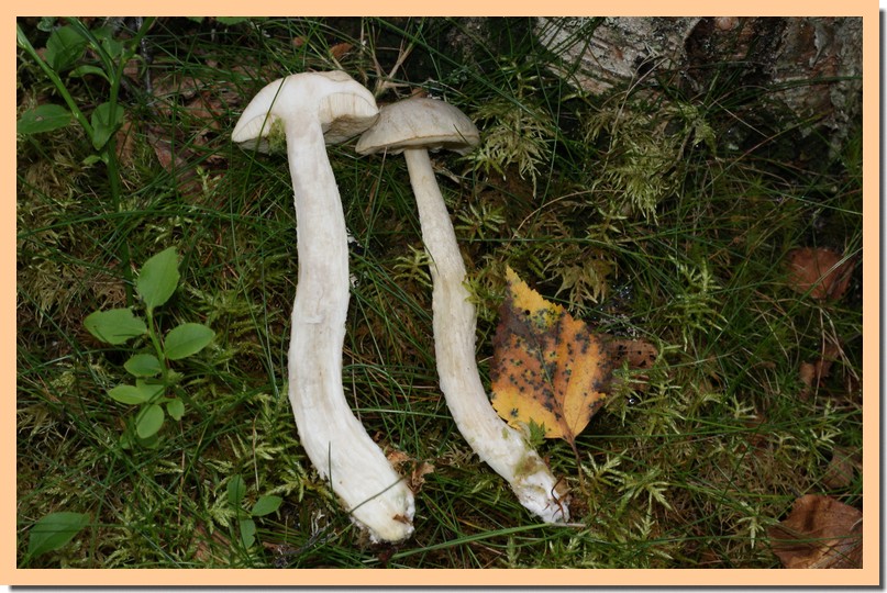 leccinum holopus2.jpg