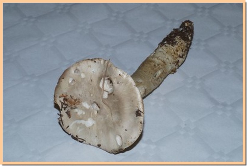 amanita ampla 16.jpg