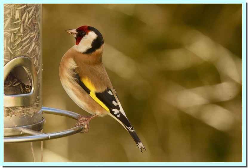 chardonneret élégant.jpg