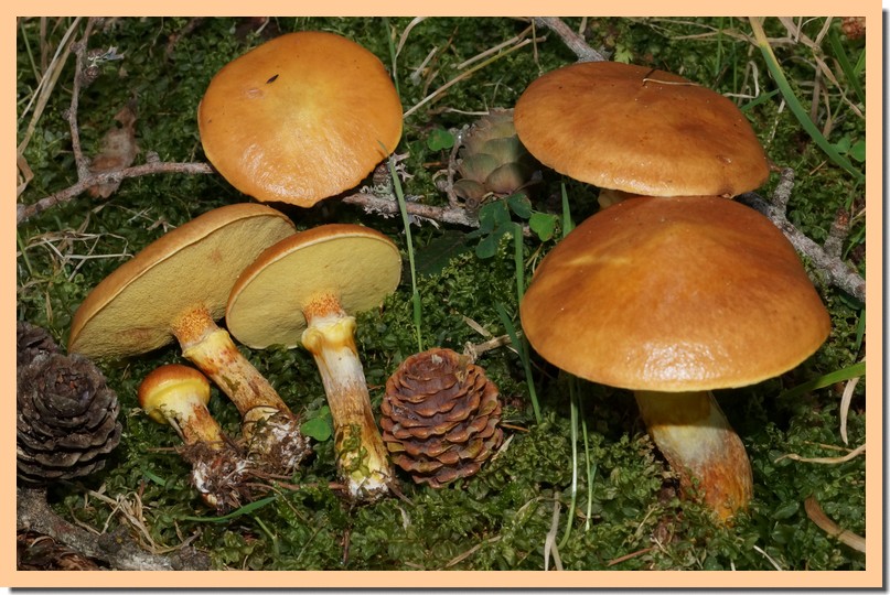 suillus grevillei 18.jpg