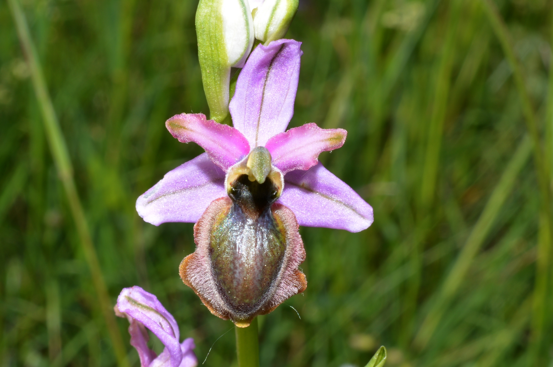 ophrys aveyronensis 23 1.JPG