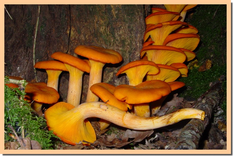 Omphalotus illudens 09.jpg