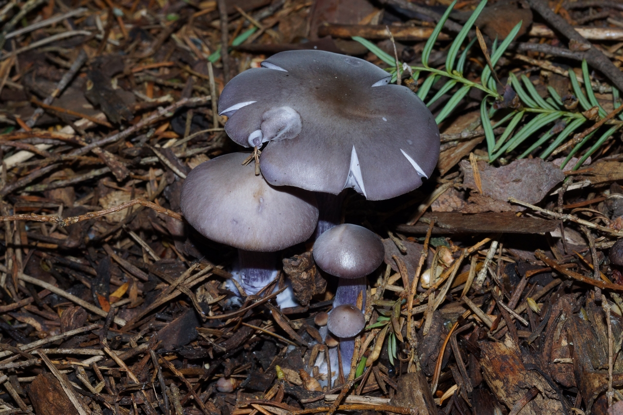 lepista sordida var. lilacea 25.JPG