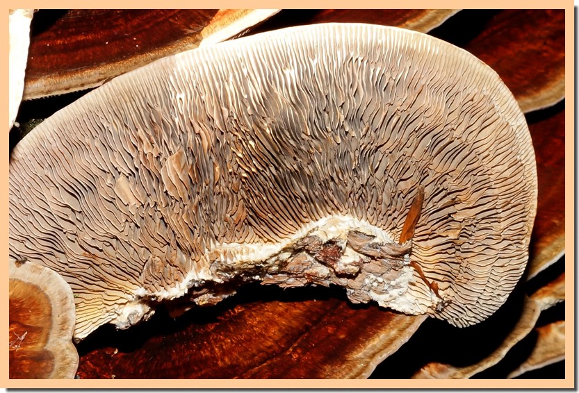 daedaleopsis tricolor 19.jpg