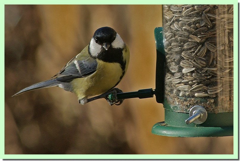 mesange charbonniere 22.jpg