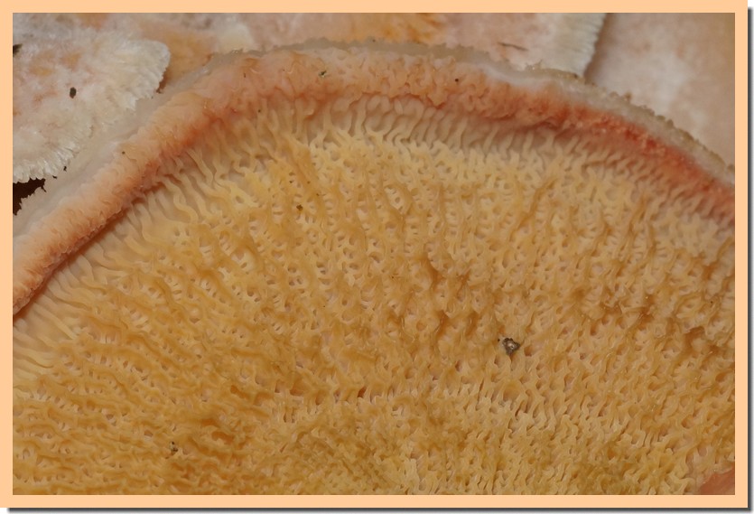 merulius tremellosus 22 2.jpg