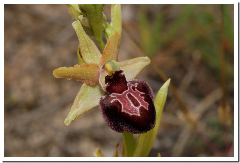 ophrys massiliensis 23 2.jpg