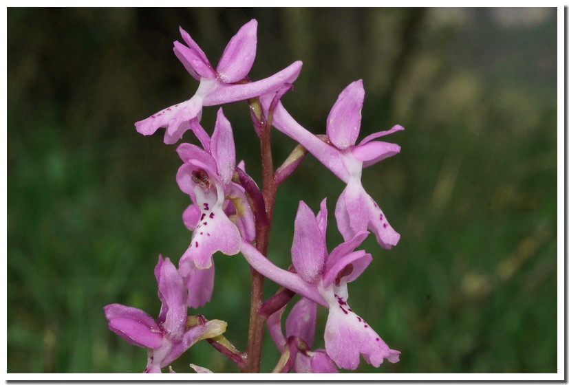 orchis olbiensis 2.jpg