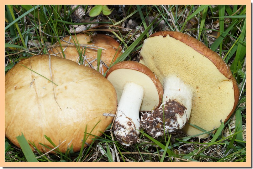 suillus granulatus 16.jpg