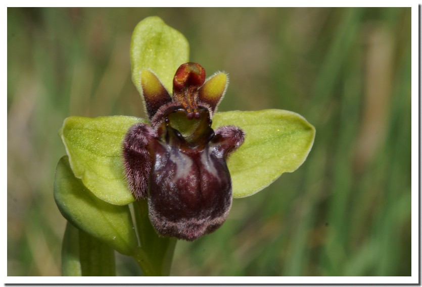 Ophrys bombyliflora.jpg