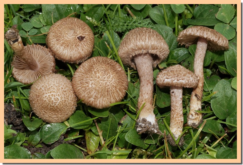 inocybe hystrix 22.jpg