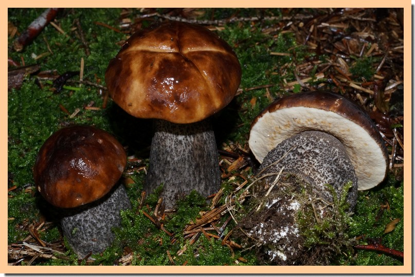 leccinum melaneum 15.jpg