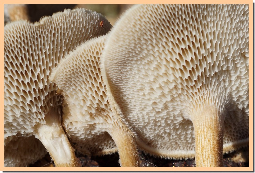 polyporus arcularius2.jpg