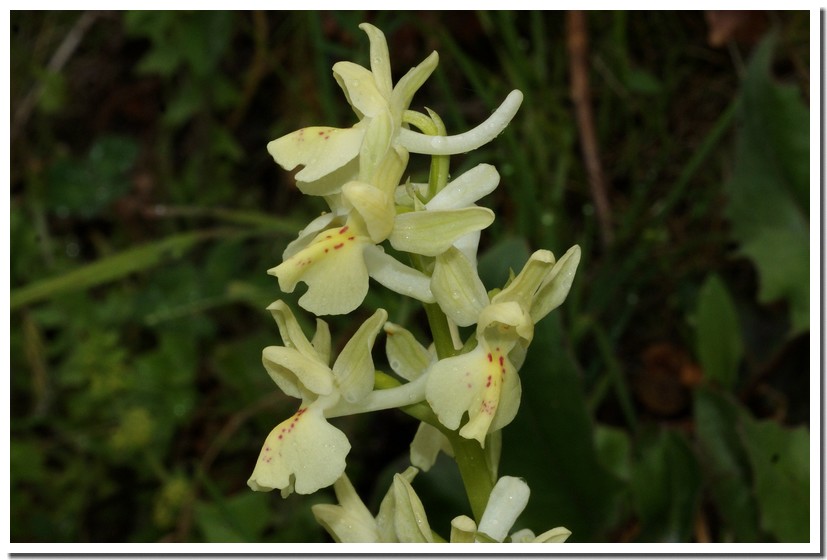 orchis provincialis2.jpg