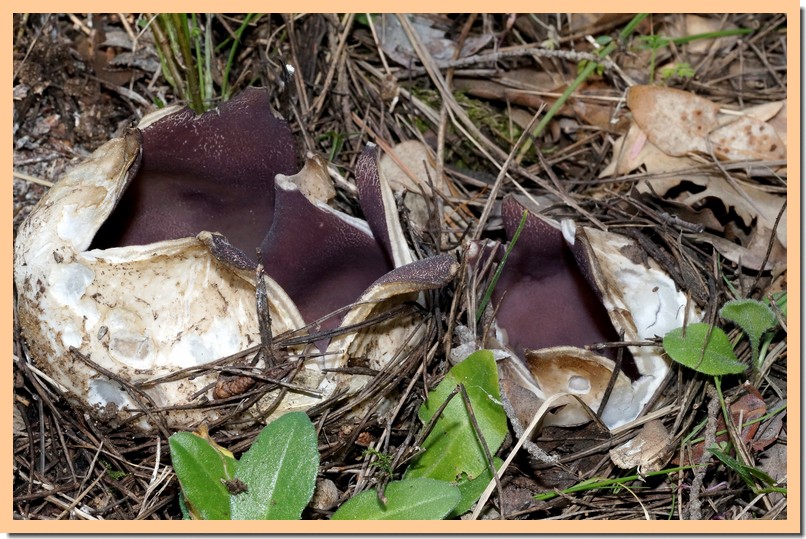sarcosphaera coronaria.jpg
