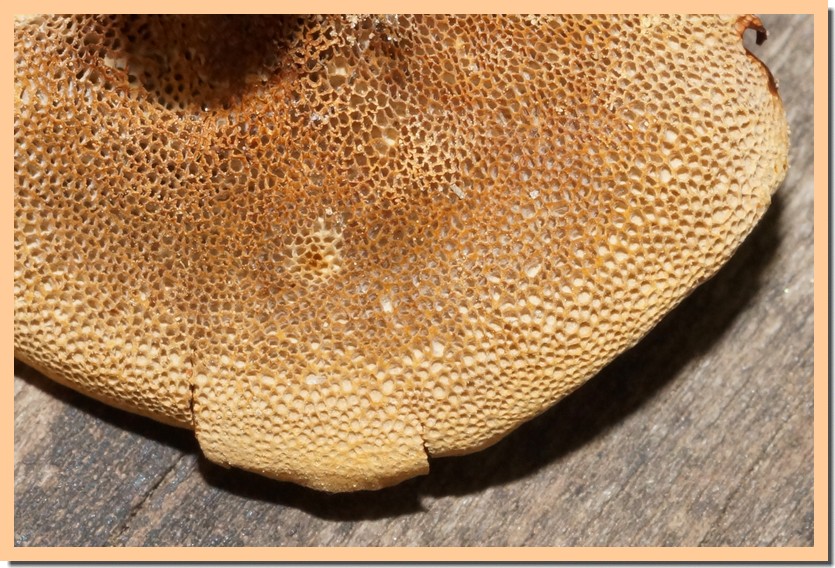 coltricia perennis pores.jpg