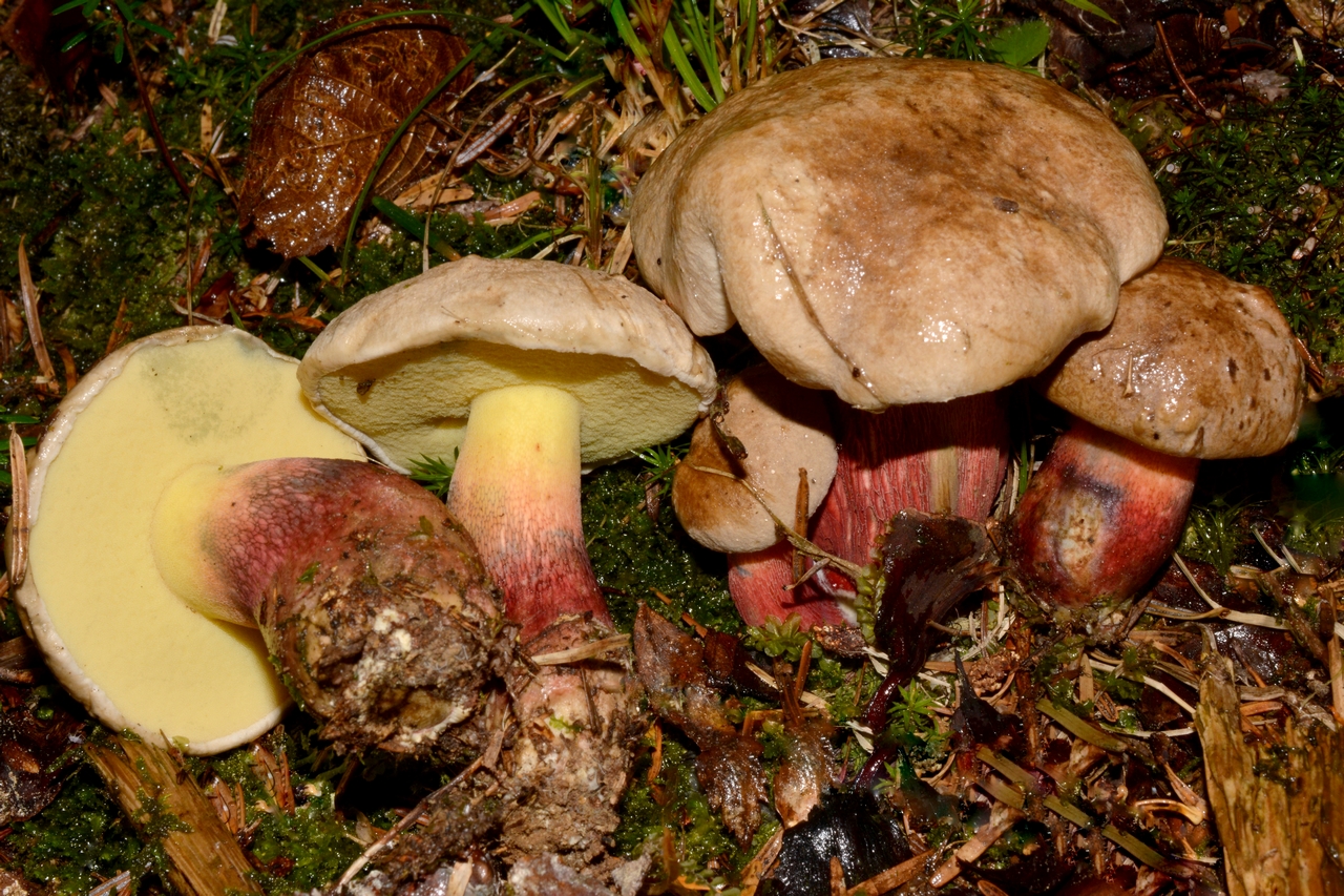 boletus calopus 22.jpeg