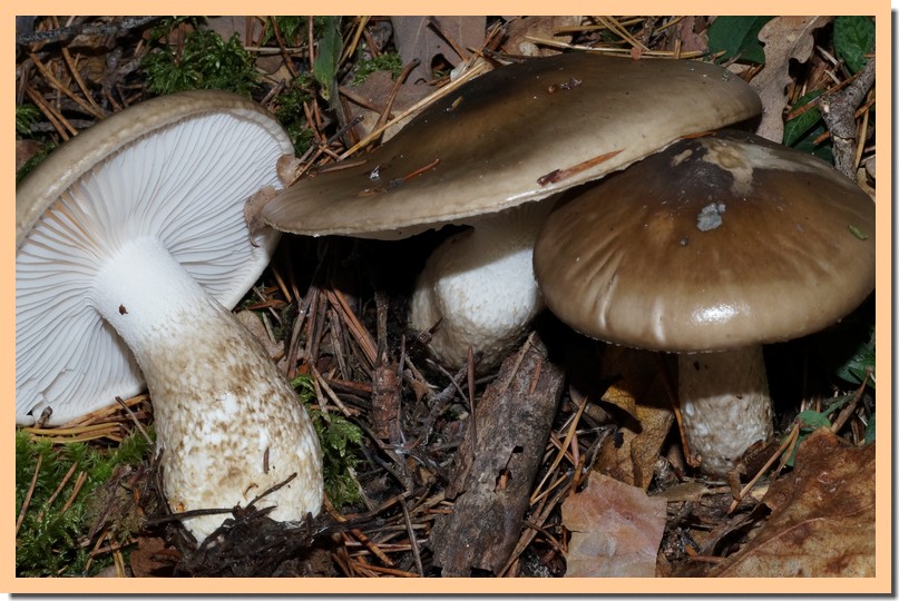 hygrophorus latitabundus4.jpg
