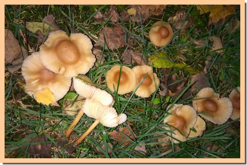 marasmius oreades 19.jpg