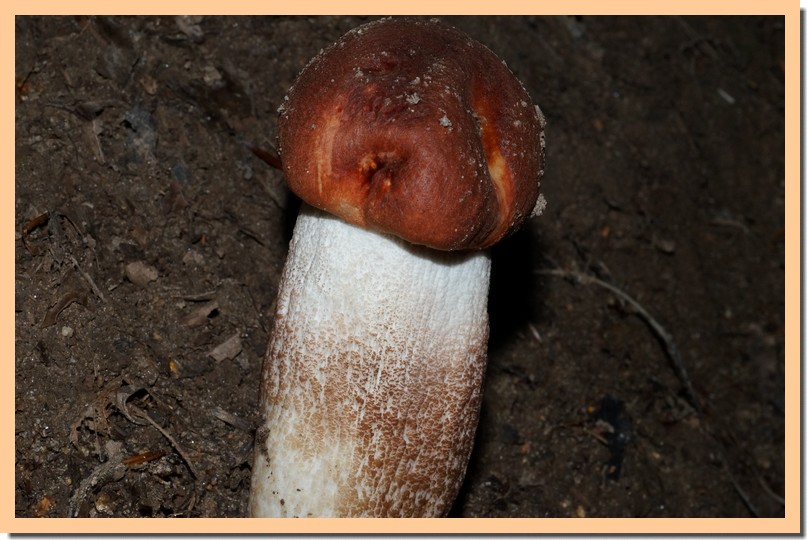 leccinum aurantiacum 15.jpg