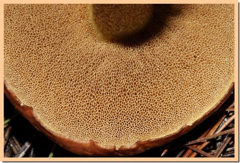 suillus collinitus pores 19.jpg