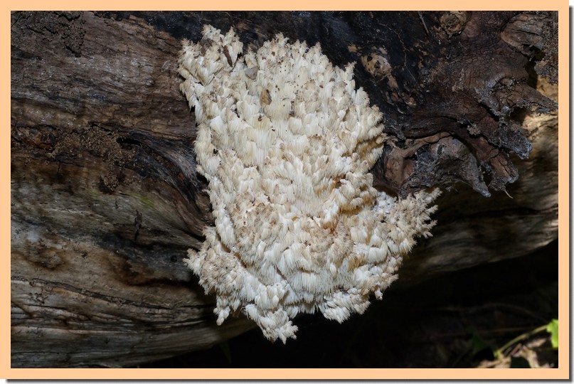 Hericium clathroides 17.jpg