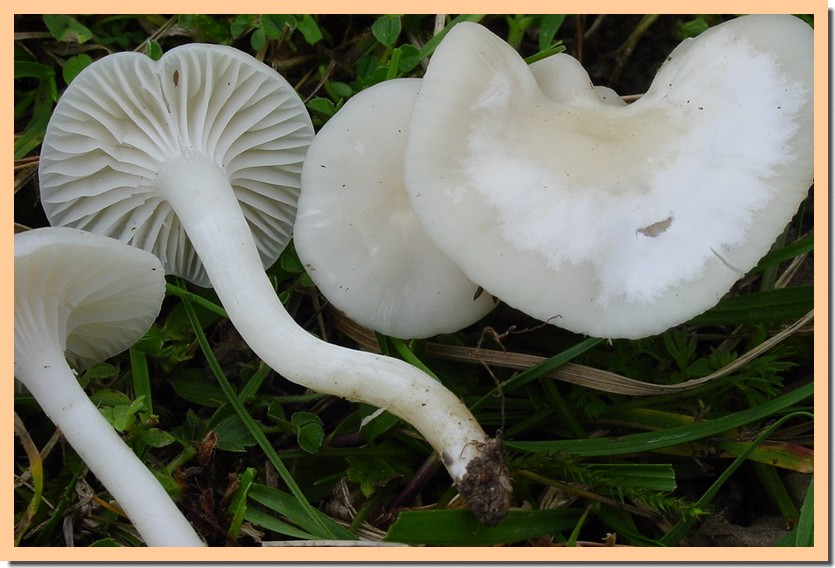 cuphophyllus virgineus.jpg
