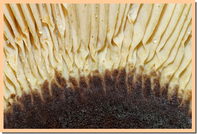 tapinella atrotomentosa 23.jpg