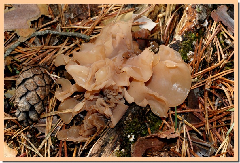 tremella foliacea2.jpg